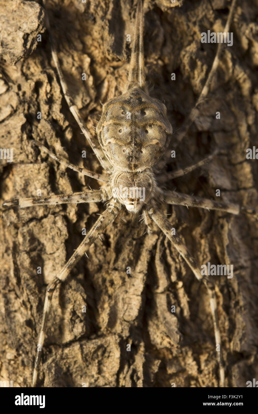 Tree trunk spider or twotailed spider, Hersilia sp, Hersiliidae, Aarey