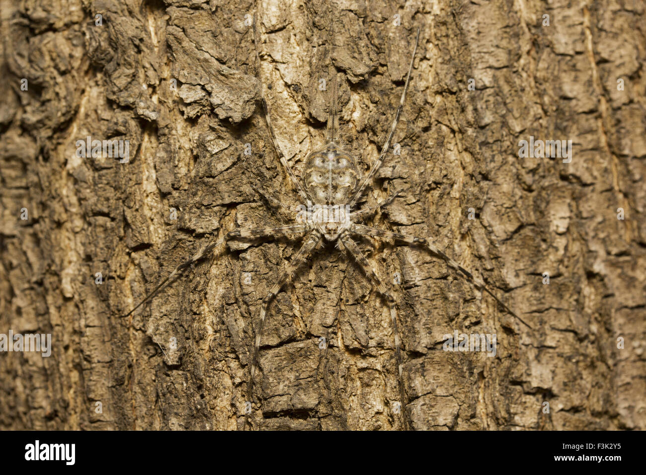 Tree trunk spider or twotailed spider, Hersilia sp, Hersiliidae, Aarey