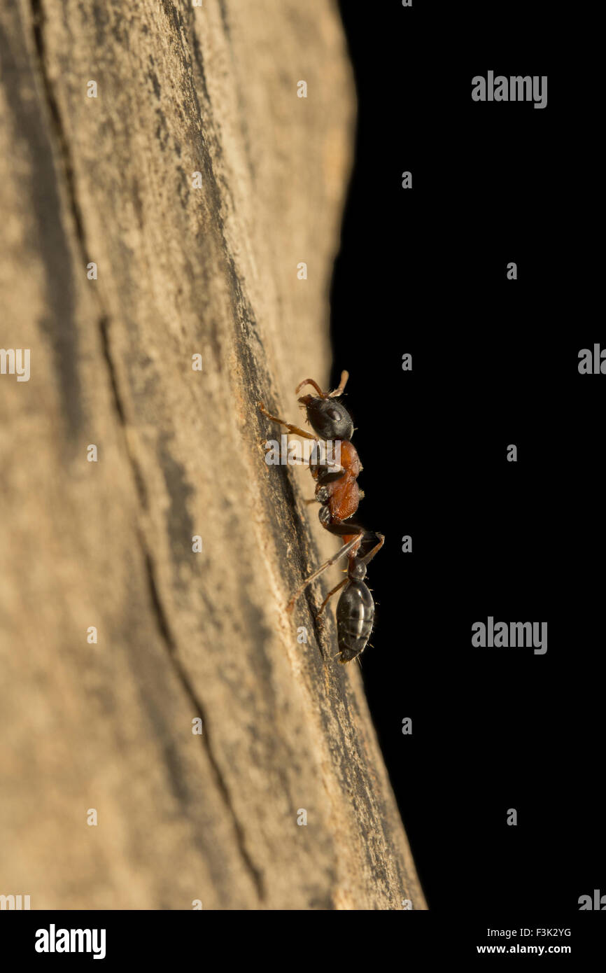 Arboreal bicolored ant, Formicidae, Aarey milk colony Mumbai , India Stock Photo