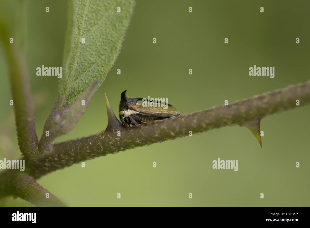 Treehoppers or Thorn bugs, Membracidae, Aarey milk colony Mumbai