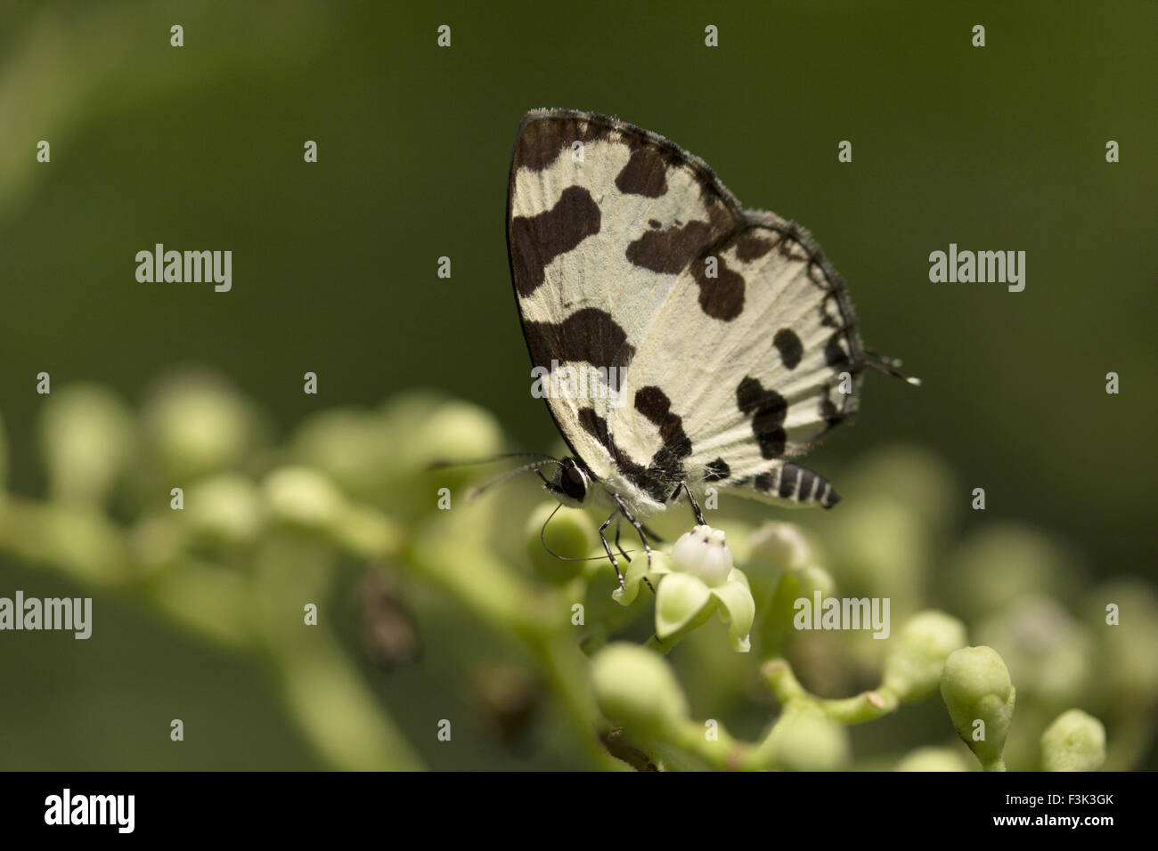 Angled Pierrot, Caleta sp, Lycaenidae, Aarey milk colony Mumbai , India Stock Photo