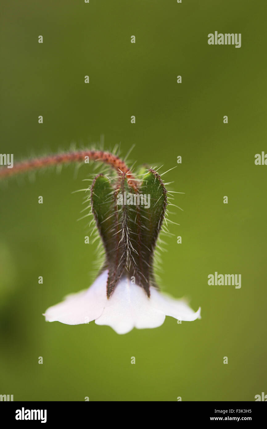 Array Colony Wild flowers, Aarey milk colony Mumbai , India Stock Photo - Alamy