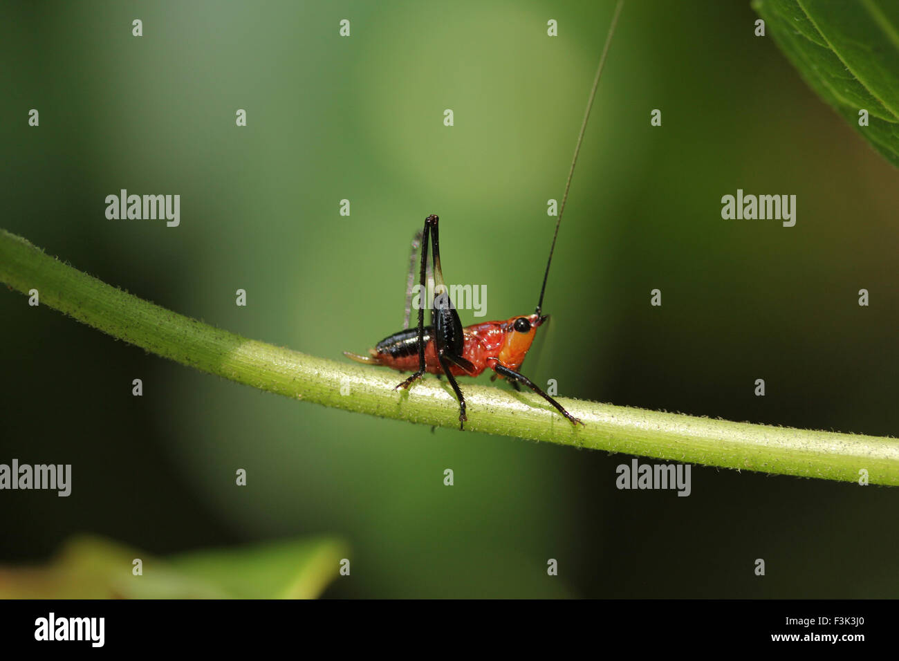 Orange nymph Katydid, Conocephalus sp, Tettigoniidae, Tripura, India Stock Photo