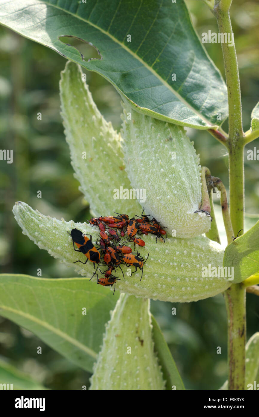 Box Elder bugs swarming on a milkweed pod. The bugs are in various stages of development. Stock Photo