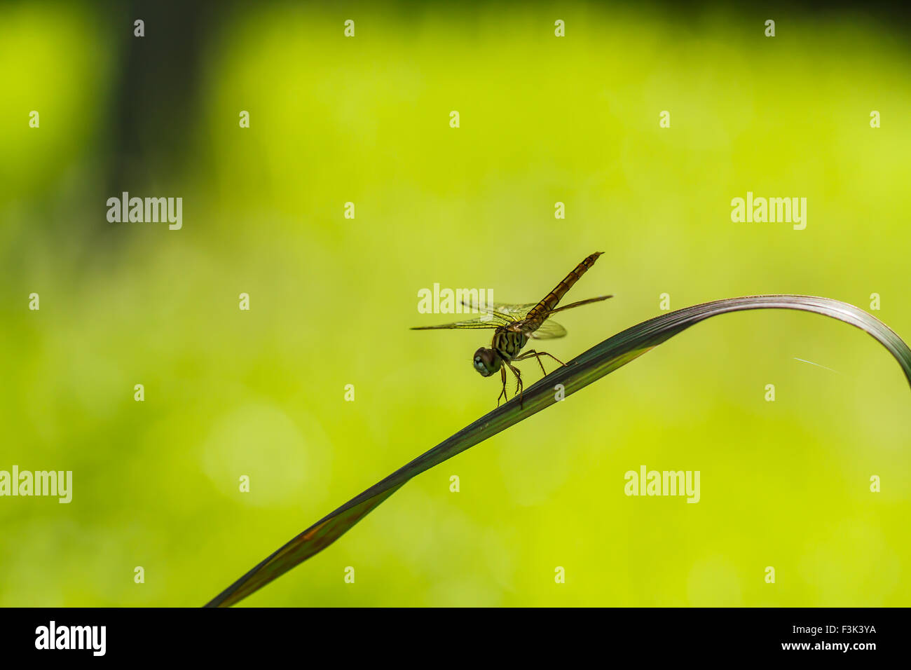 Dragonfly perched on a blade of grass Stock Photo - Alamy