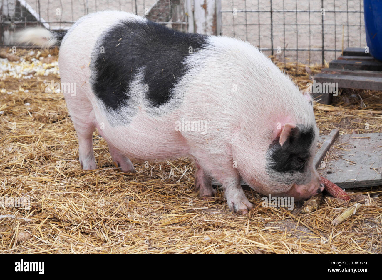 pig eating corn in its pen on a farm in northern Illinois, Illinois. Stock Photo