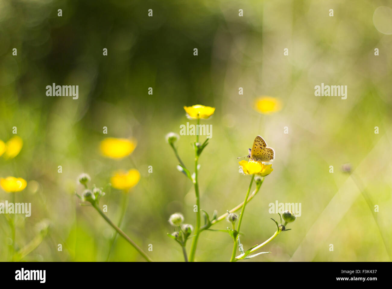 Wildflowers butterfly hi-res stock photography and images - Alamy