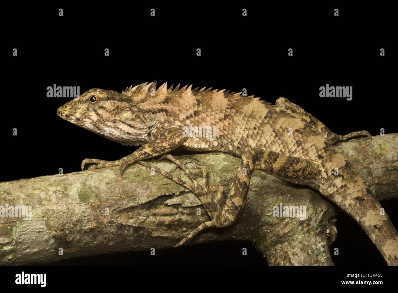 Lizard, Calotes sp, Agamidae, Gumti, Tripura , India Stock Photo