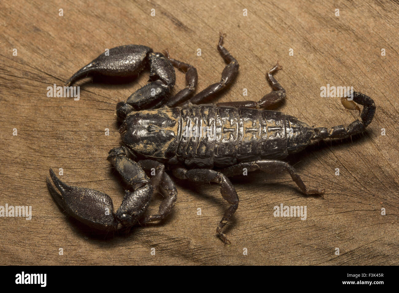 Wood scorpion, Liocheles sp, HEMISCORPIIDAE, Gurjee, Tripura , India Stock Photo
