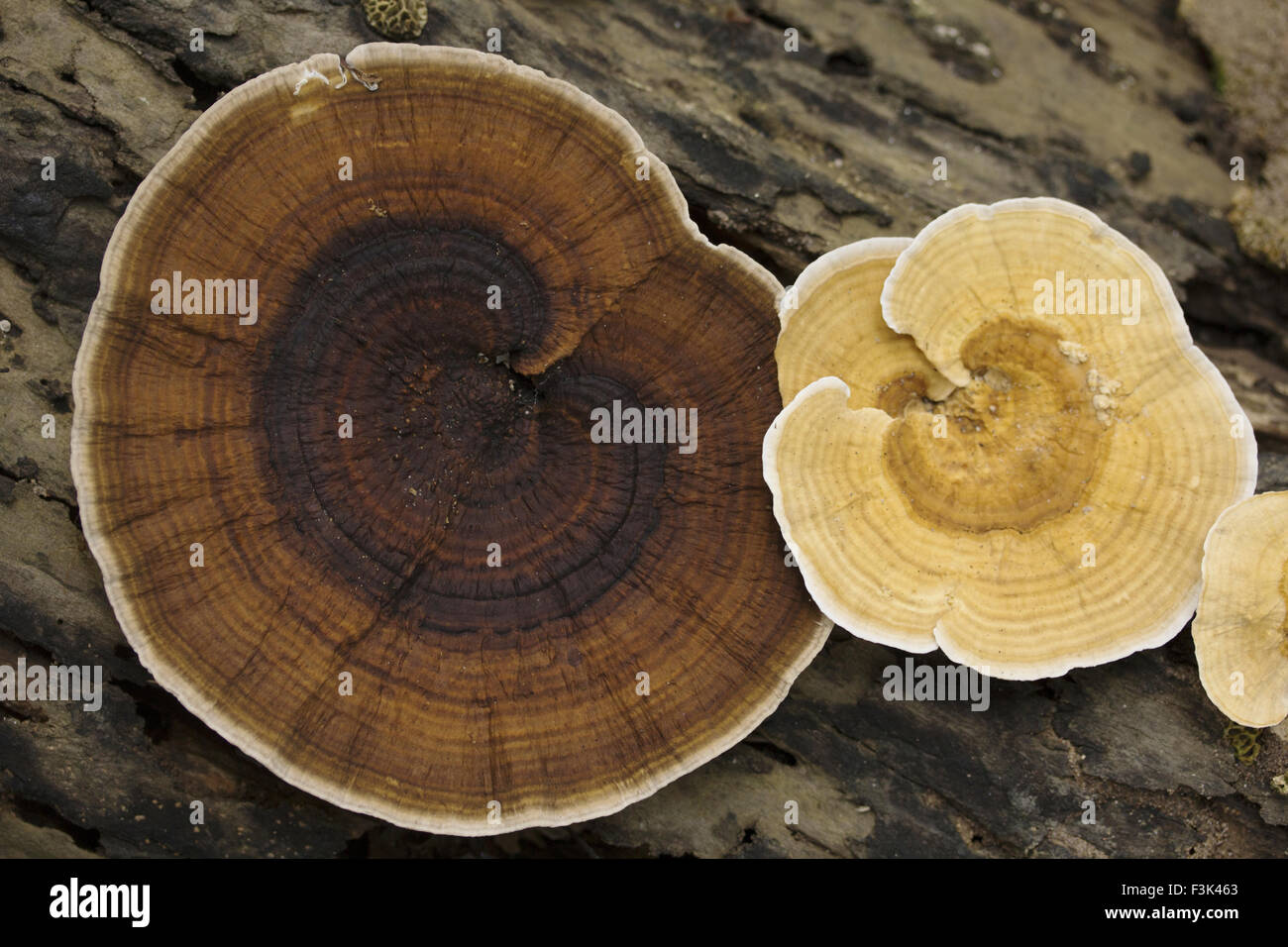 Mushroom, Gurjee, Tripura , India Stock Photo