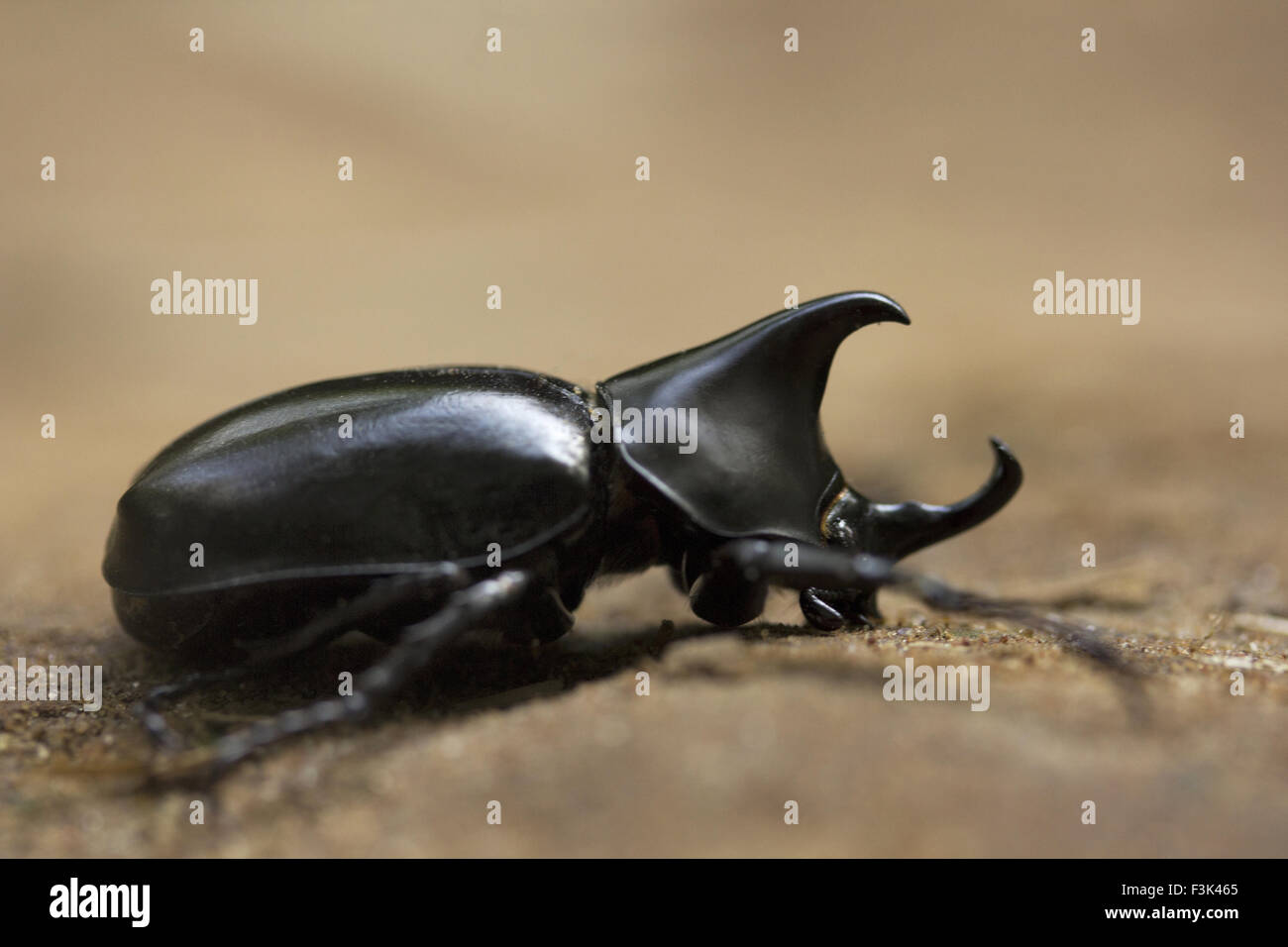 Beetle looks like rhinoceros hires stock photography and images Alamy