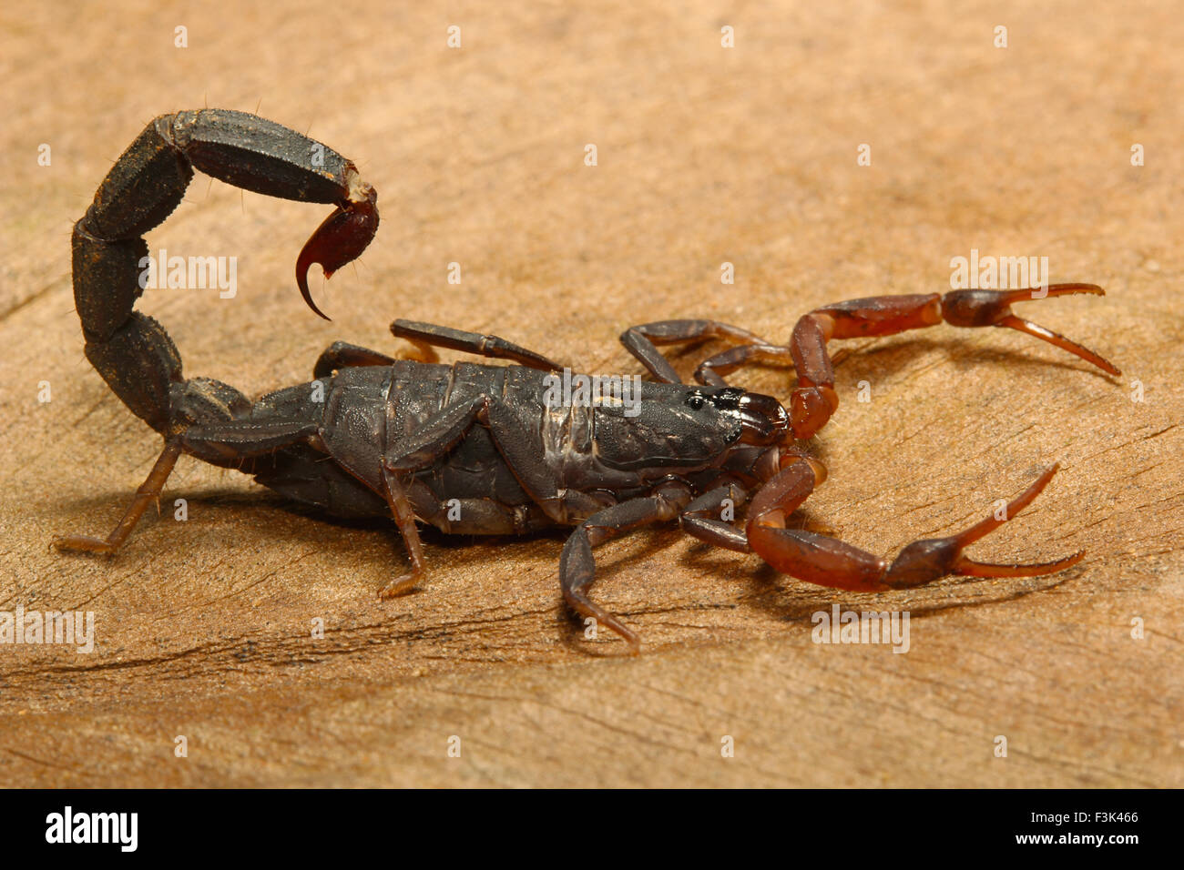 Scorpion, Lychas sp, Butheidae, Gurjee, Tripura , India Stock Photo