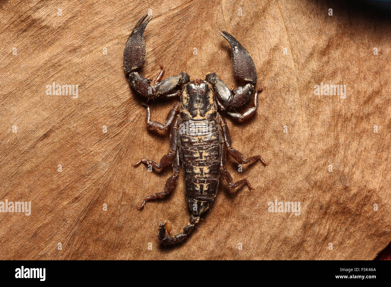 Wood scorpion, Liocheles sp, HEMISCORPIIDAE, Gurjee, Tripura , India Stock Photo