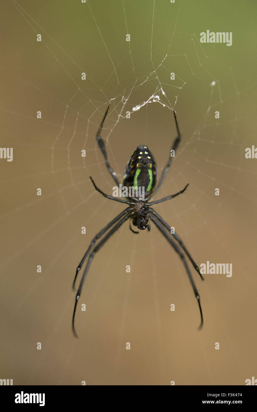 Leucauge Sp Hi Res Stock Photography And Images Alamy