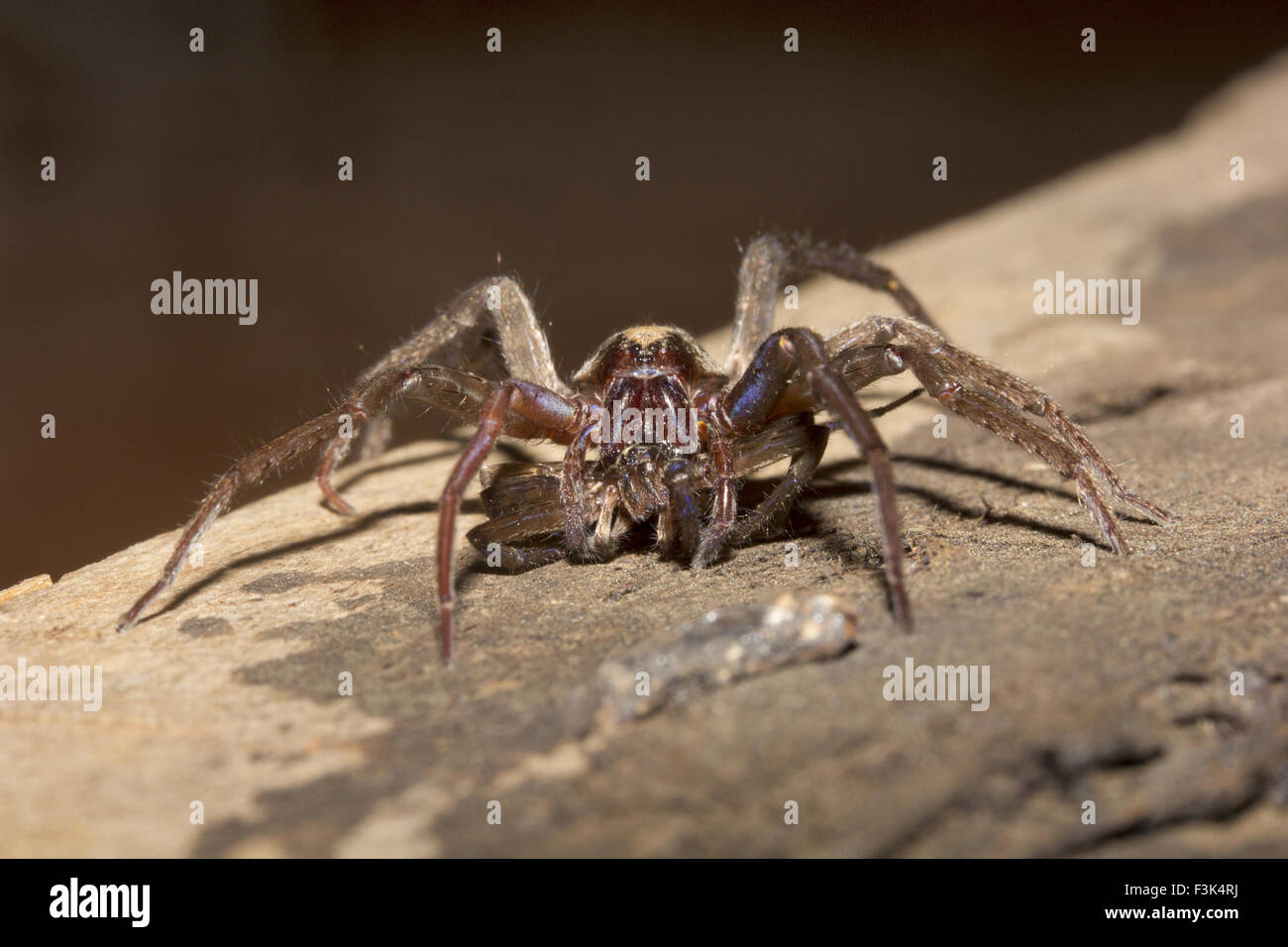 Wolf spider, Lycosidae, Madhya Pradesh, India Stock Photo Alamy