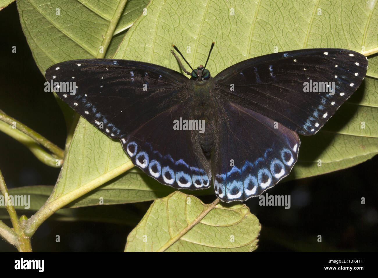 Popinjay, Stibochiona sp, Nymphalidae, Maharani, Tripura , India Stock Photo