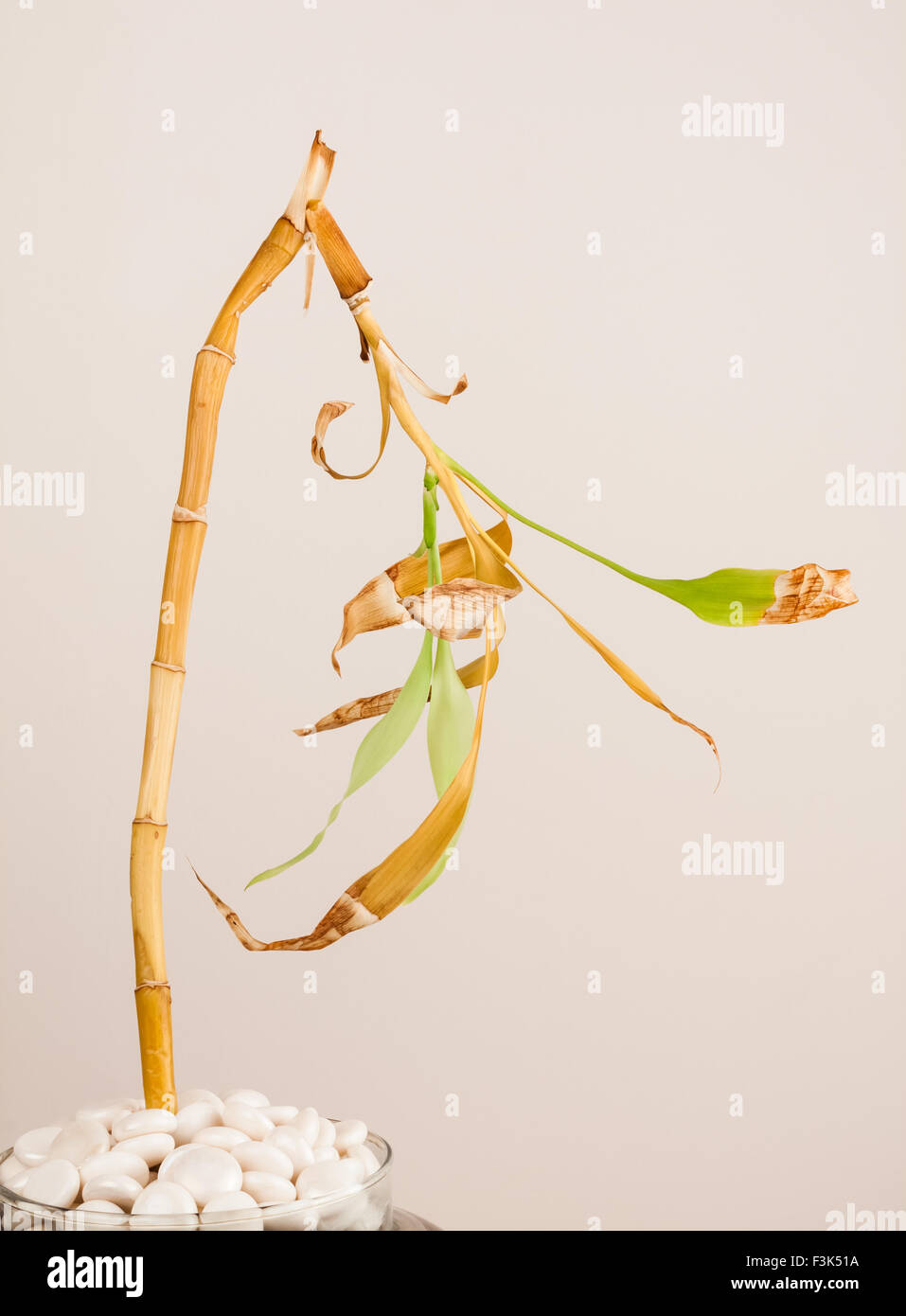 Bent stem and decaying leaves of a dying bamboo plant Stock Photo Alamy