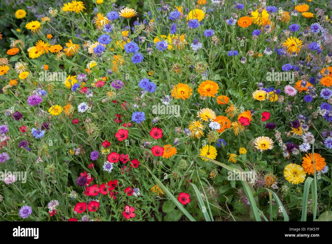 Colourful flower border hi-res stock photography and images - Alamy