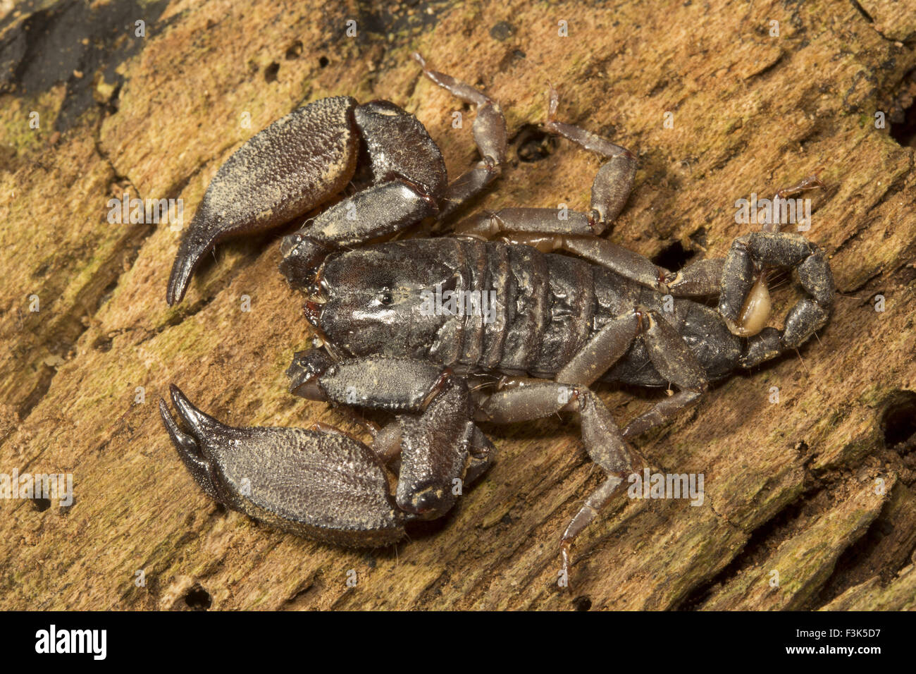 Wood scorpion, Liocheles sp, HEMISCORPIIDAE, Manu,Tripura, India Stock