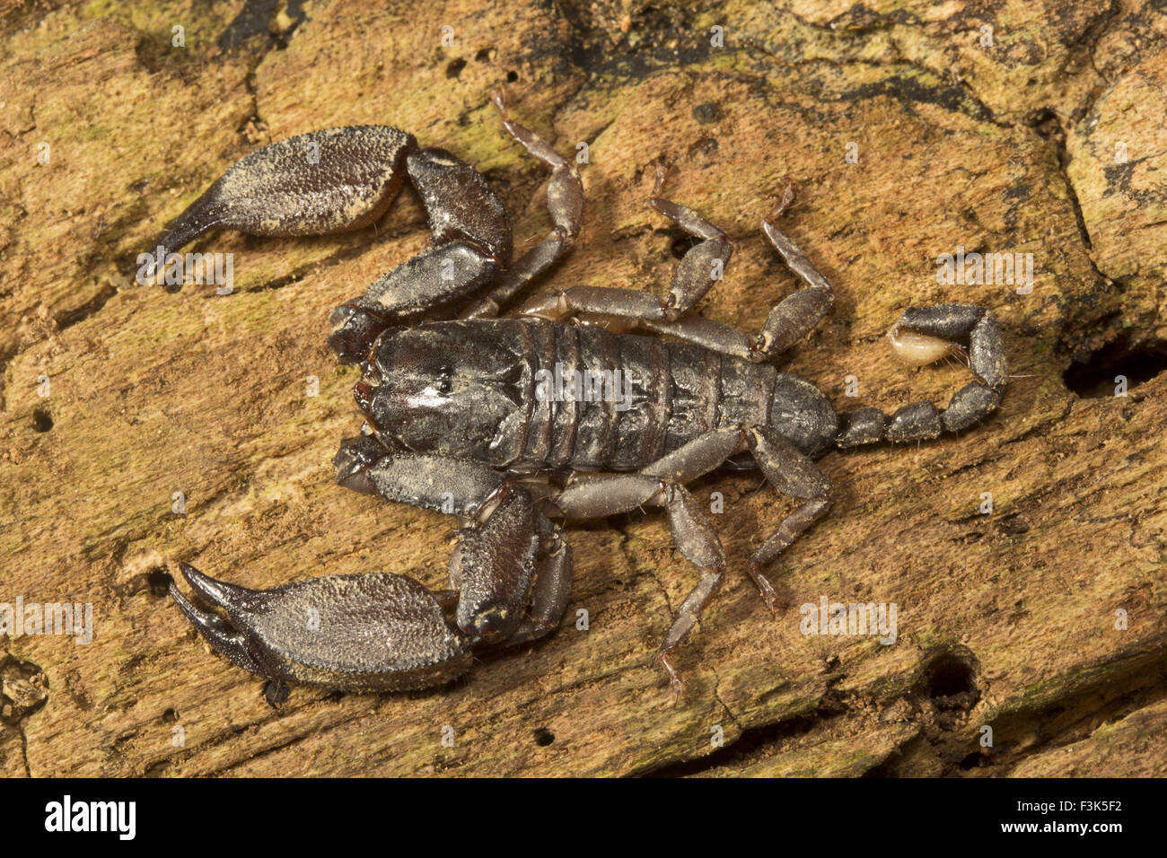 Wood scorpion, Liocheles sp, HEMISCORPIIDAE, Manu,Tripura, India Stock Photo