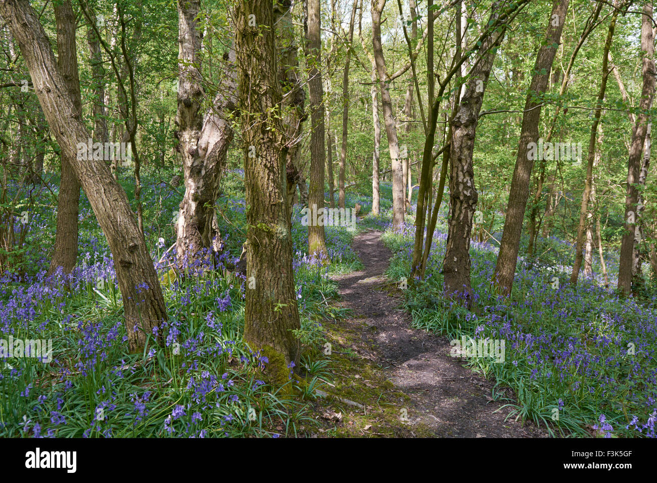 Bluebell Woods at Westwood Country Park Barnsley, England, UK Stock