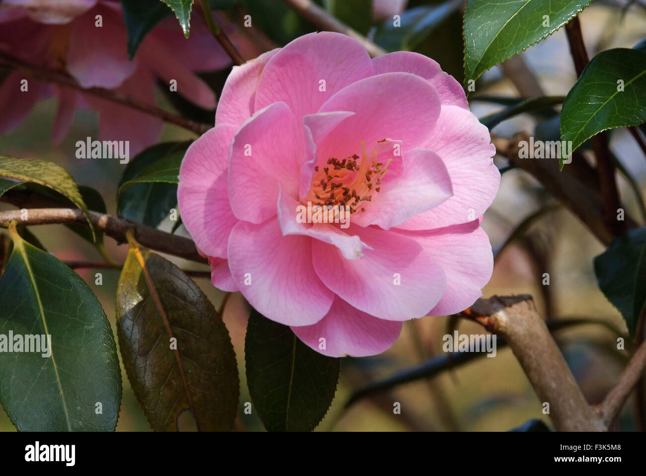 Camellia Hana Fuki at the Tregothanan Estate in Cornwall Stock Photo