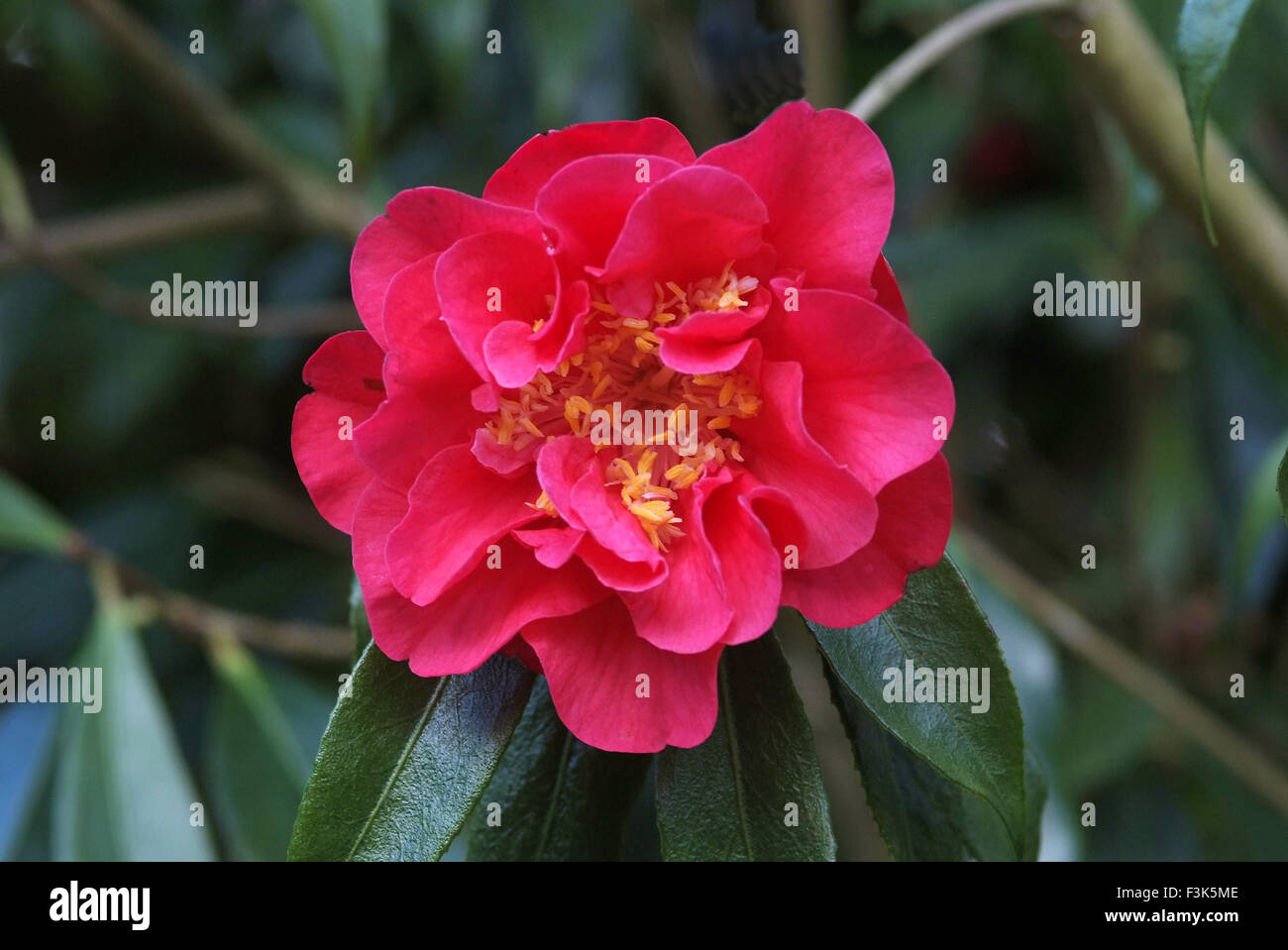Tregothnan Estate gardens, Cornwall, famous for its camellias and