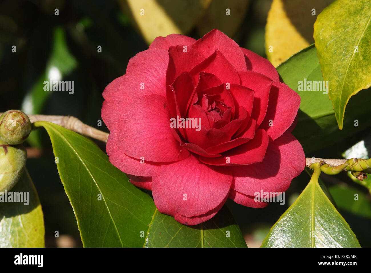 Tregothnan Estate gardens, Cornwall, famous for its camellias and