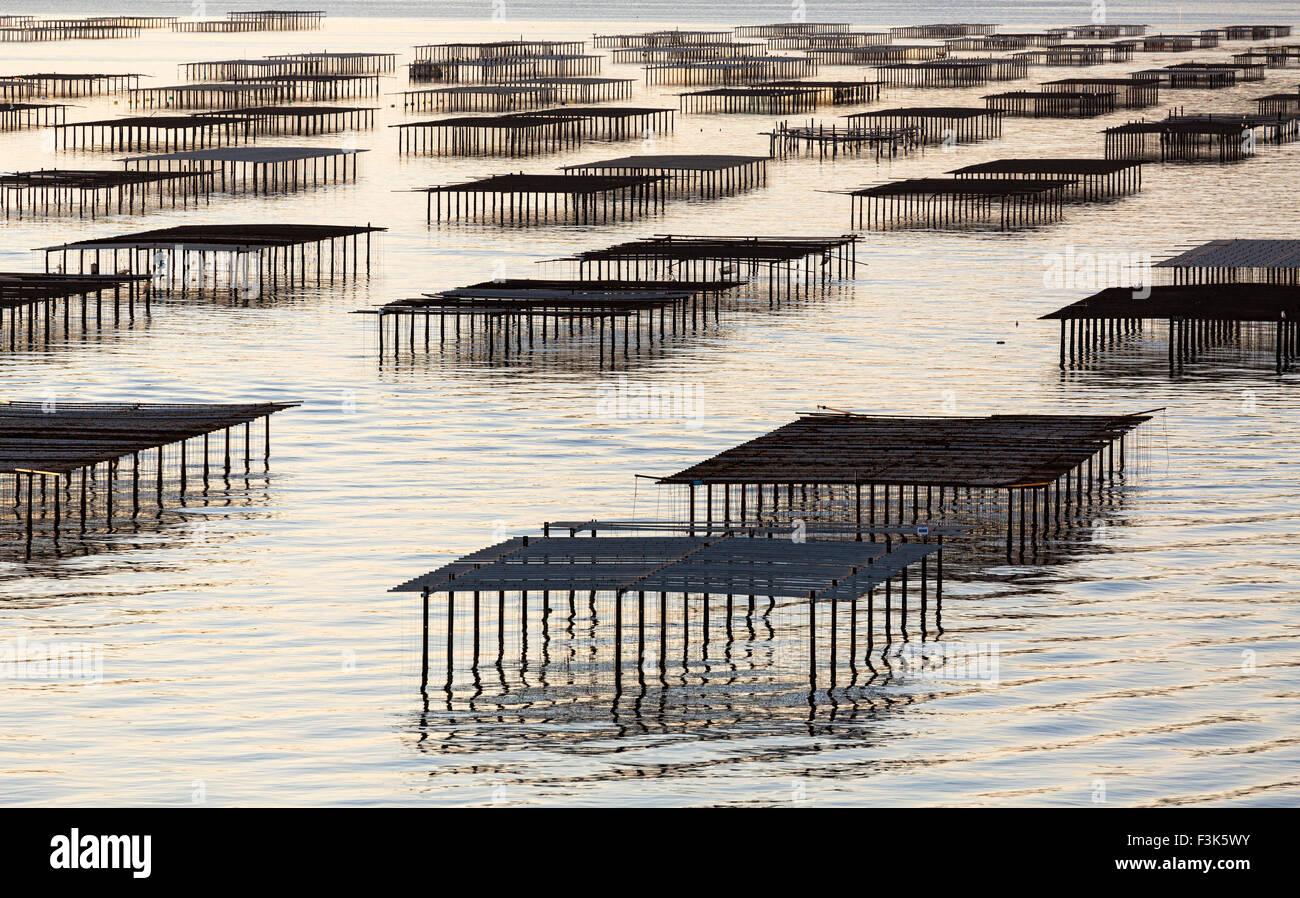 Oyster beds Sete Stock Photo Alamy