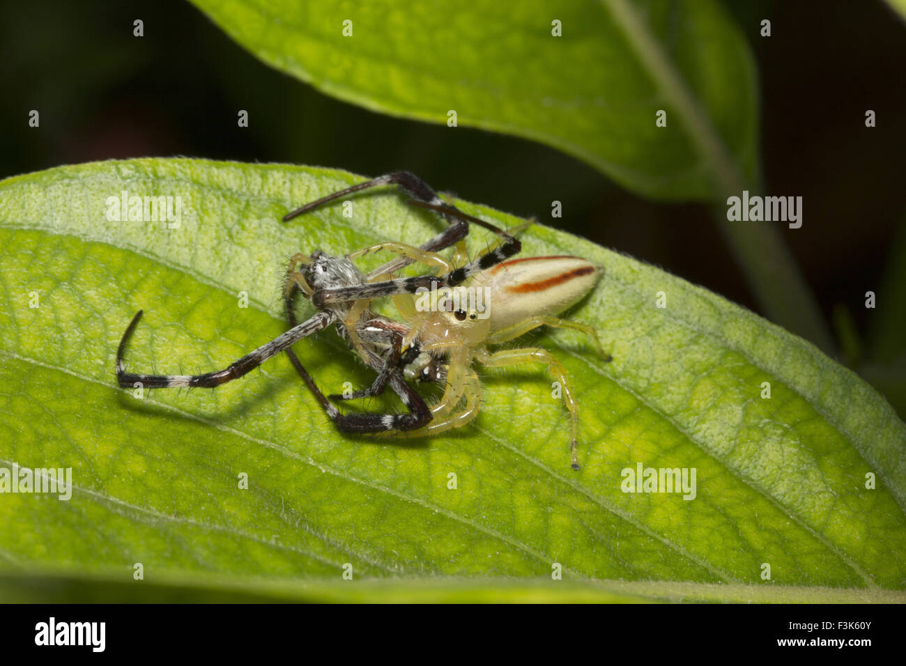 Jumping spider, Telamonia dimidiata, Salticidae, Bangalore , India Stock Photo
