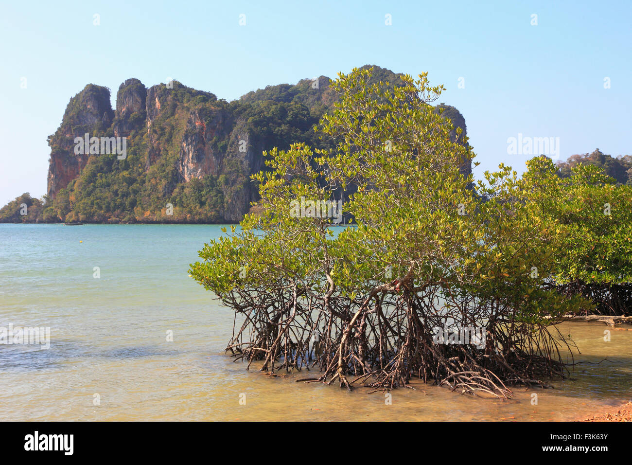 Thailand, Krabi, Railay, mangrove trees, landscape Stock Photo - Alamy