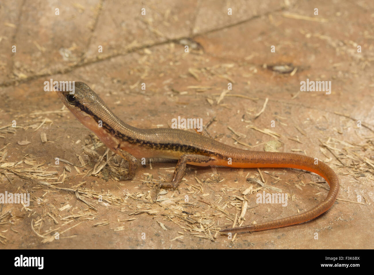 Skink, Sphenomorphus sp, Scincidae, Trishna, Tripura , India Stock Photo