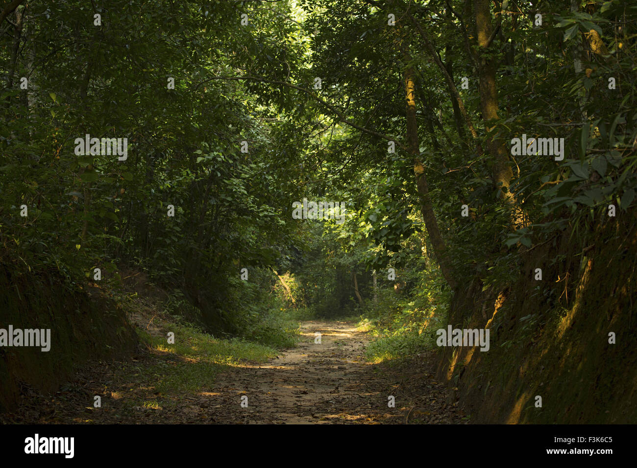 Habitat of Trishna wildlife sanctuary, Trishna, Tripura , India Stock