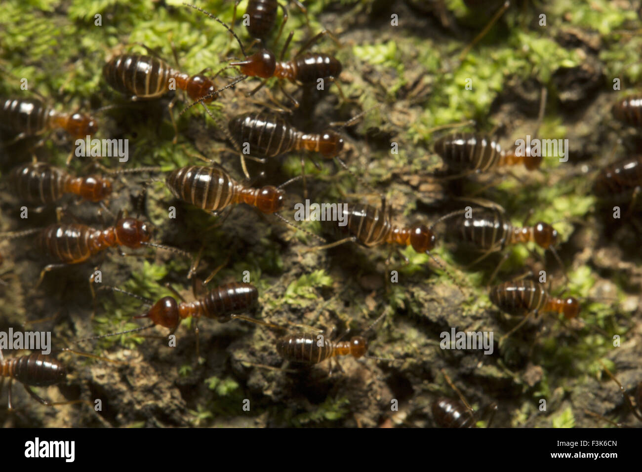 Ant colony, Trishna, Tripura , India Stock Photo