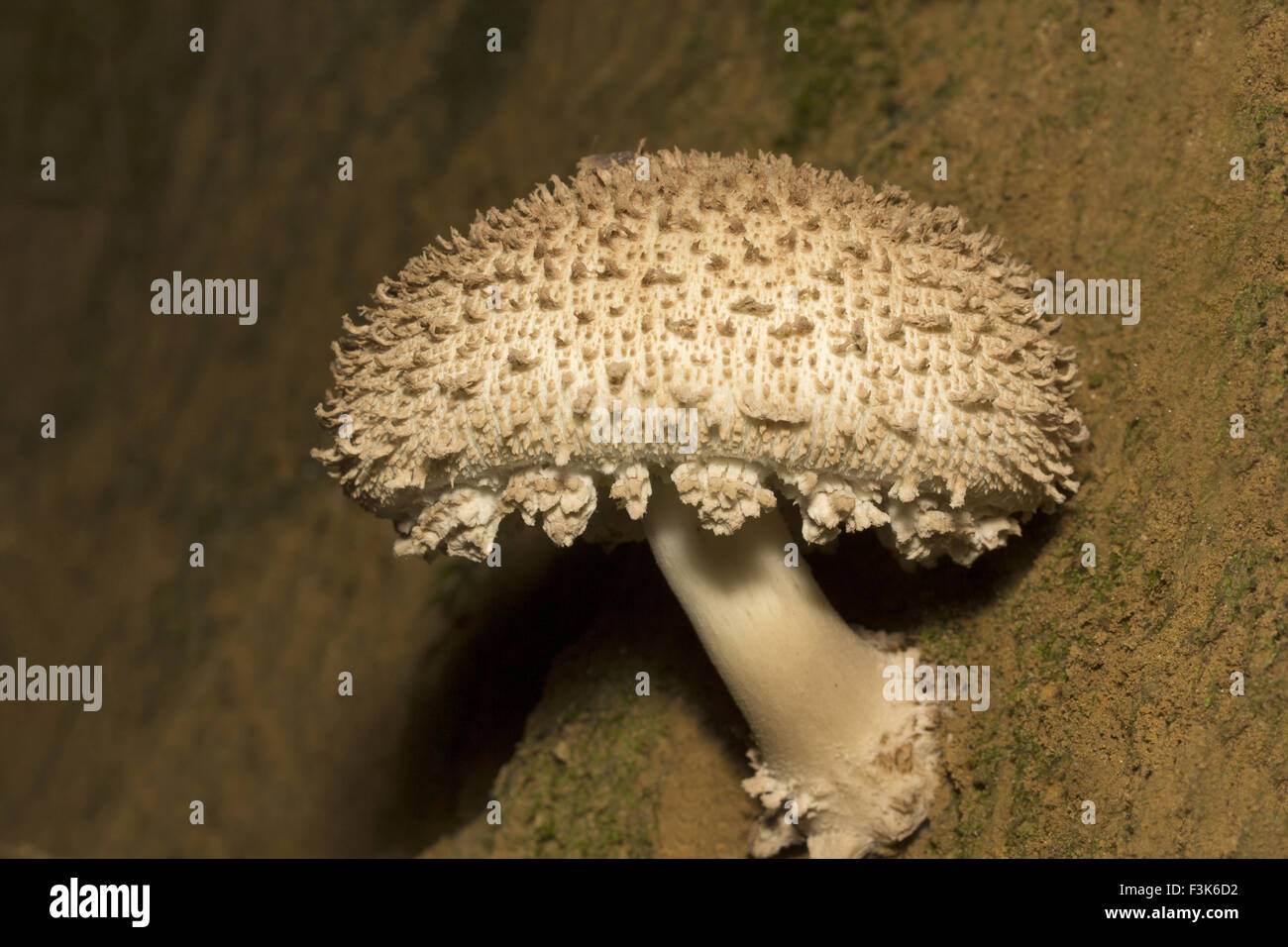 Mushroom, Trishna, Tripura , India Stock Photo