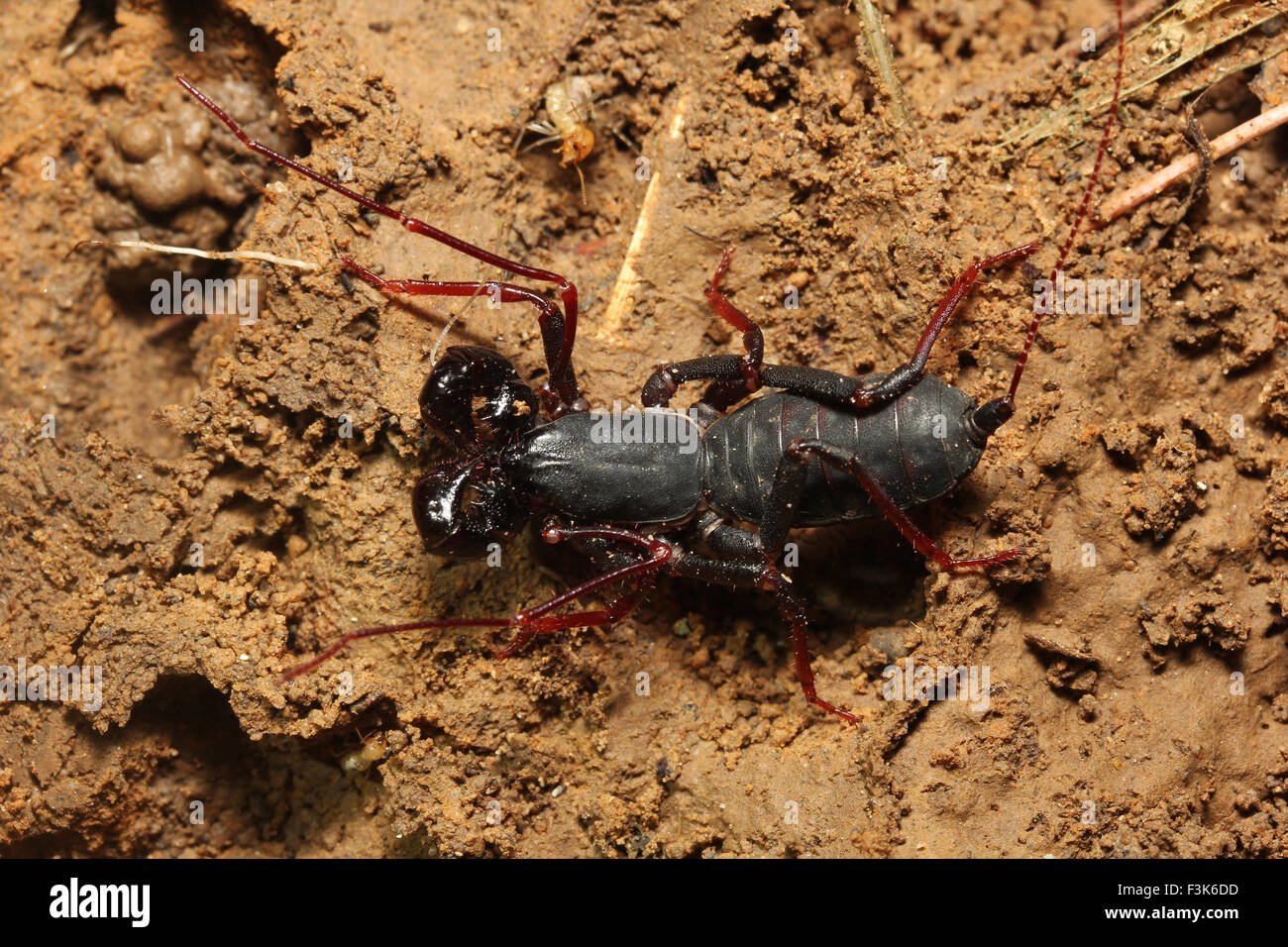 Whiptail scorpion or vinegar scorpion, Labochirus sp, Uropygi, Trishna, Tripura , India Stock Photo