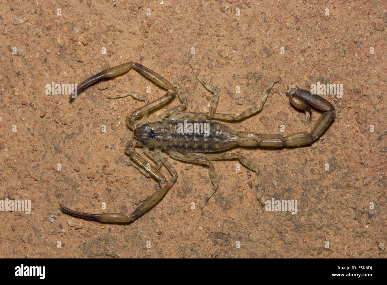 Scorpion, Isometrus sp, Buthidae, Alludu, Andhra Pradesh, India Stock Photo