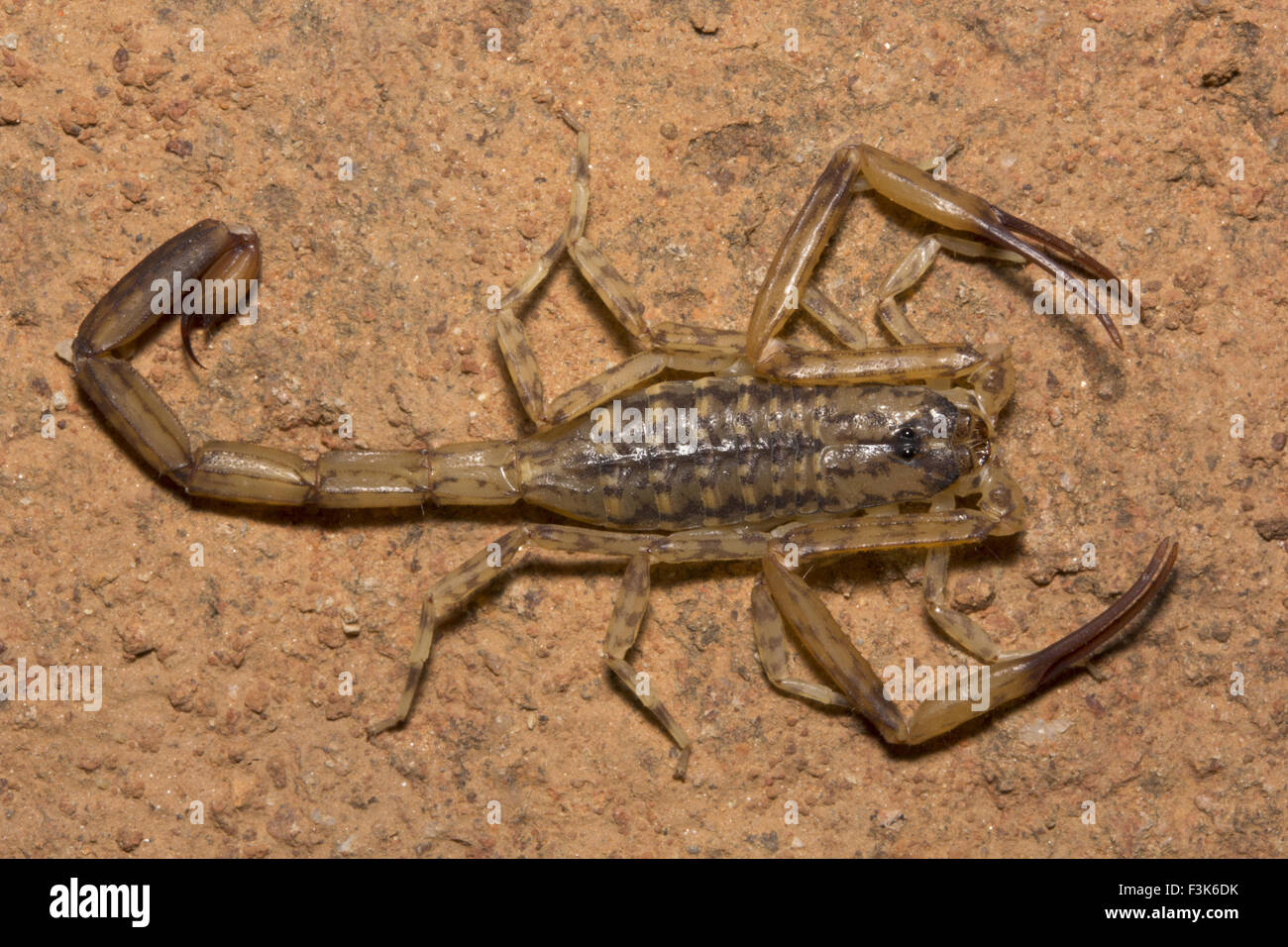 Scorpion, Isometrus sp, Butheidae, Alludu, Andhra Pradesh, India Stock Photo