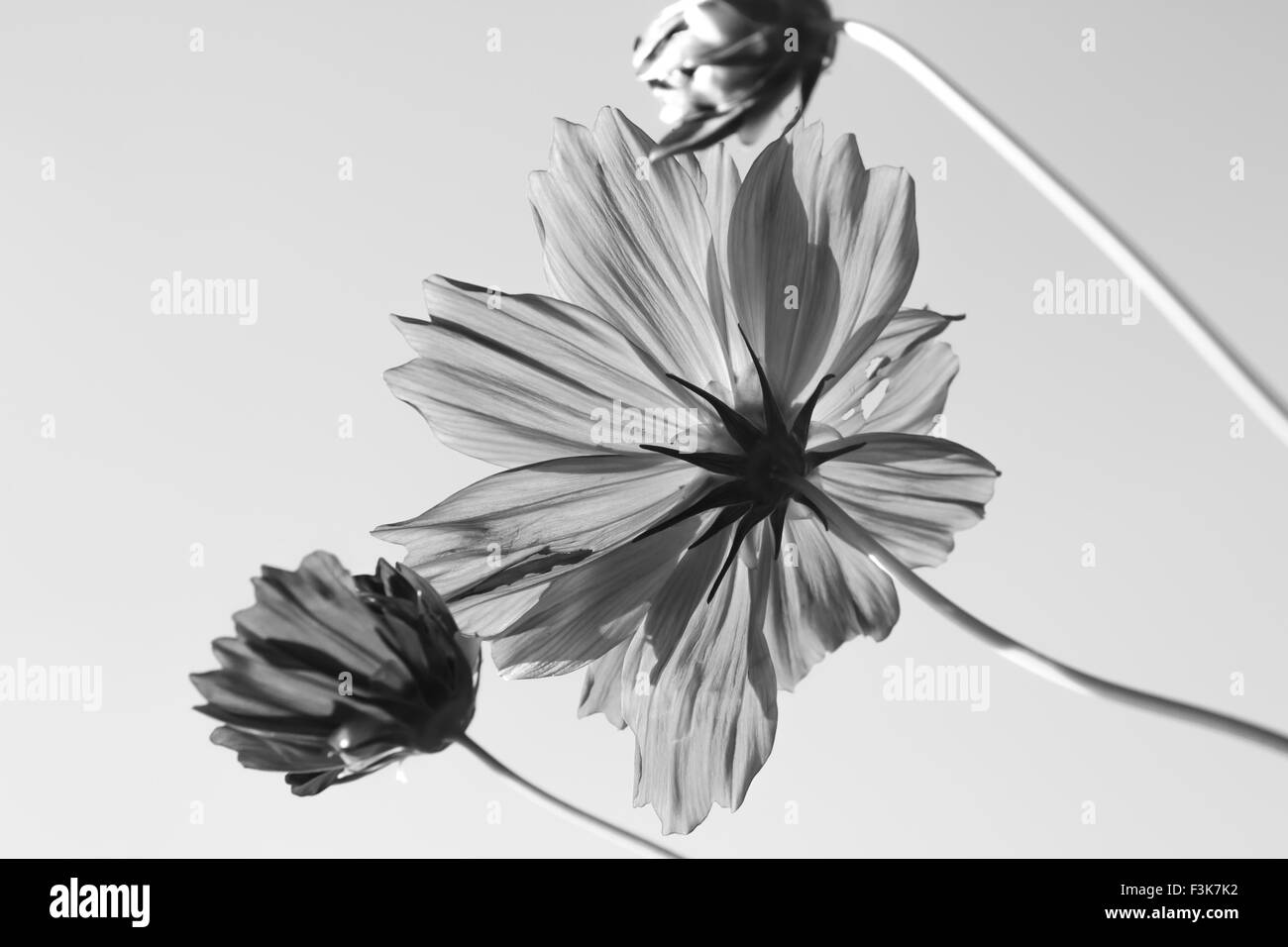 Cosmos white Black and White Stock Photos & Images - Alamy