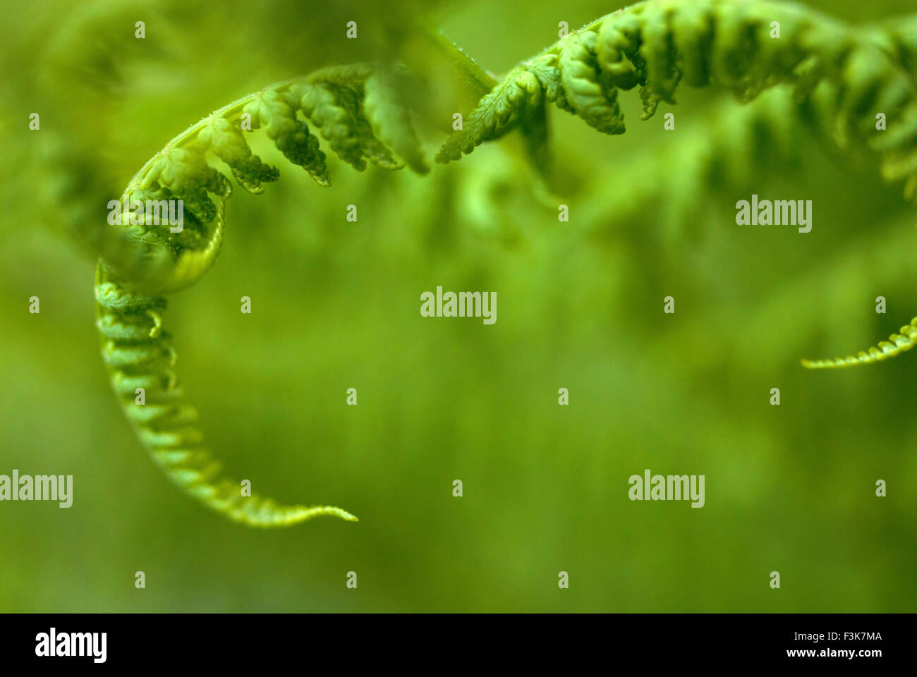 Curled young fern leaf hi-res stock photography and images - Alamy