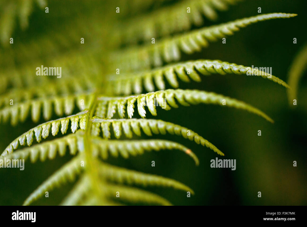 Curled Fern Frond High Resolution Stock Photography and Images - Alamy