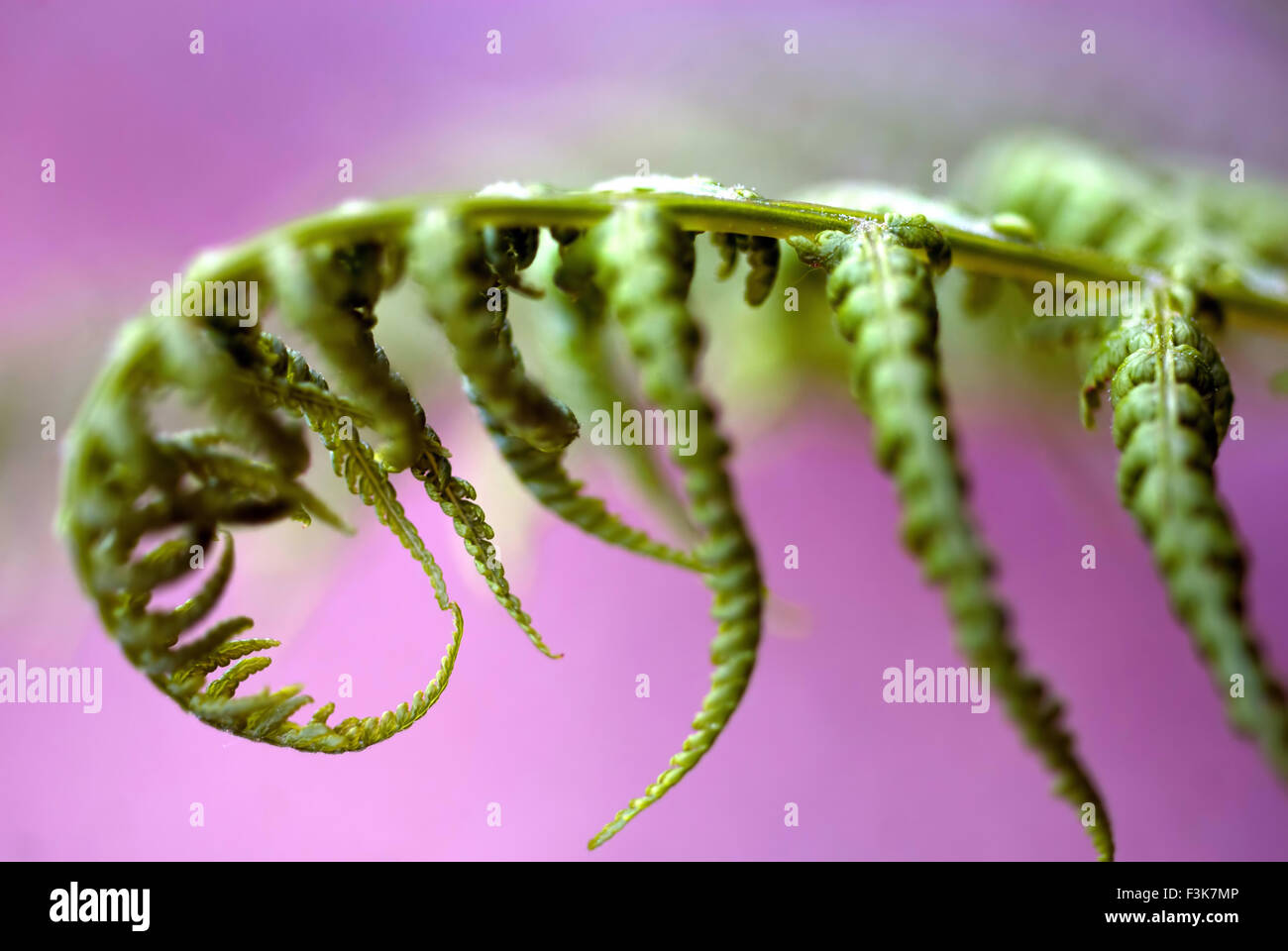 Curled fern leaf hi-res stock photography and images - Alamy
