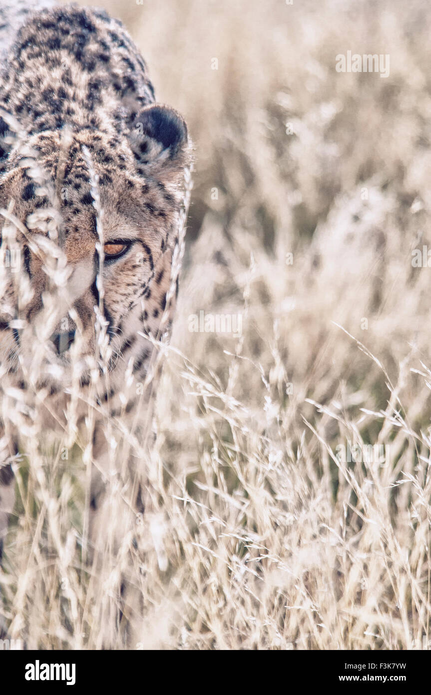 Adult Cheetah, Acinonyx  jubatus, looking through tall grass, Namibia, Africa Stock Photo