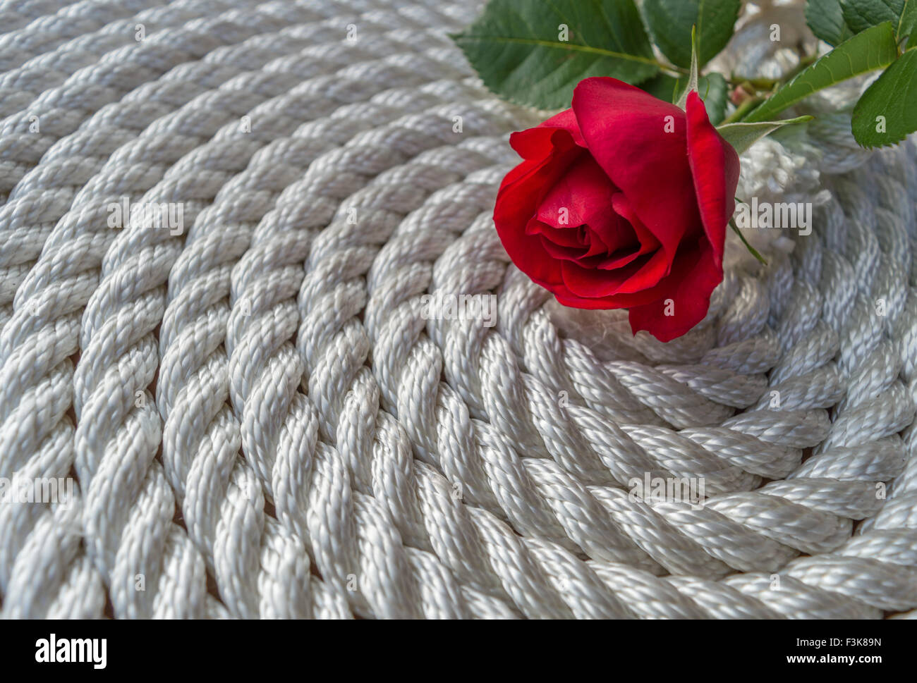 Beautiful red rose lily over rope Stock Photo Alamy