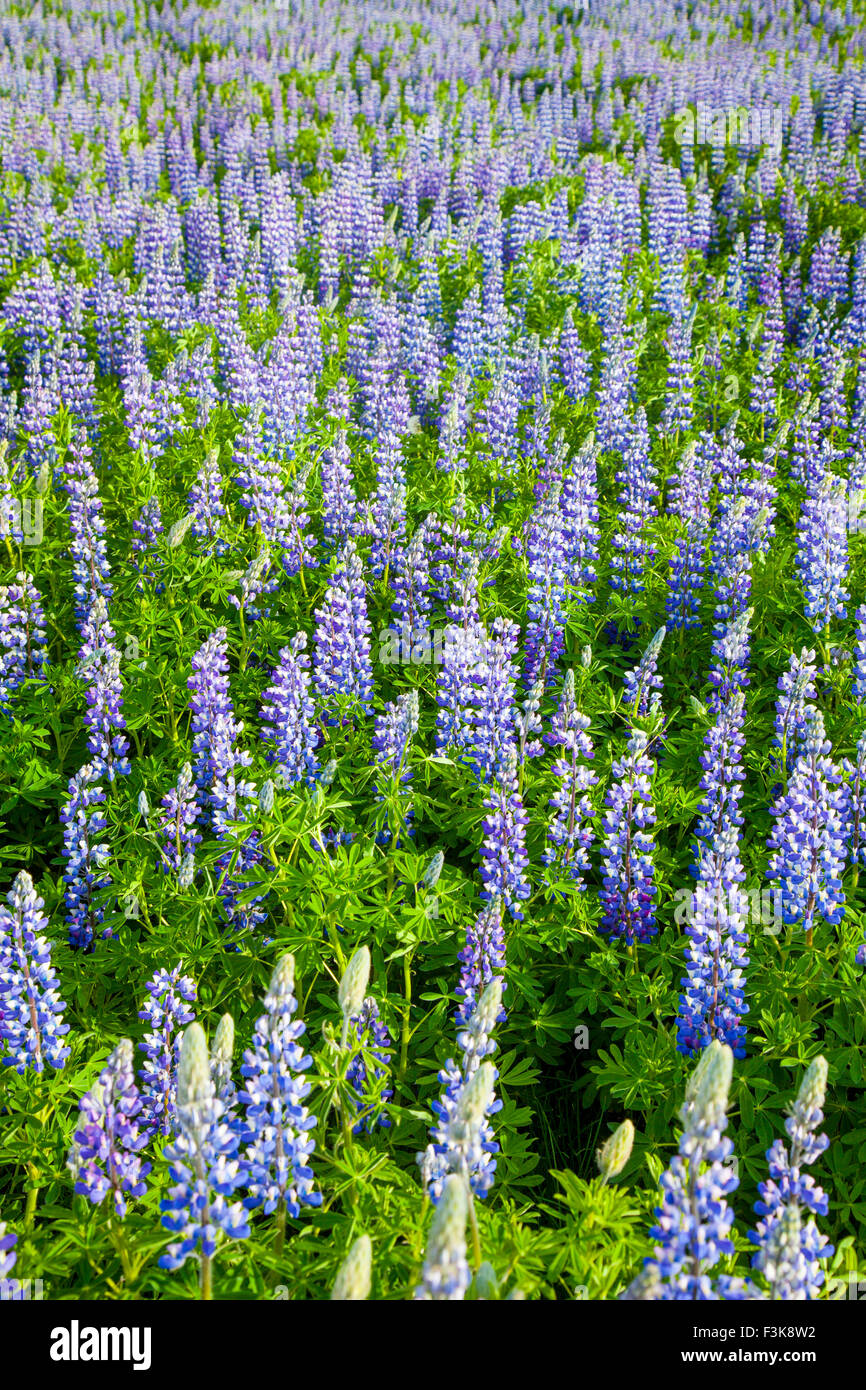 Blue Alaskan lupins (lupinus nootkatensis) cover vast swathes of Iceland. Stock Photo