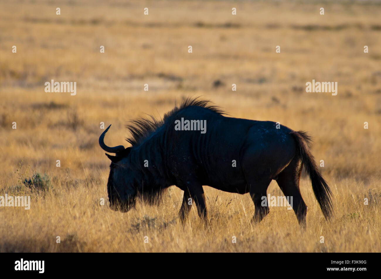 Silhouette of a Wildebeest, Connochaetes taurinus, Masai Mara National Reserve, Kenya, Africa Stock Photo