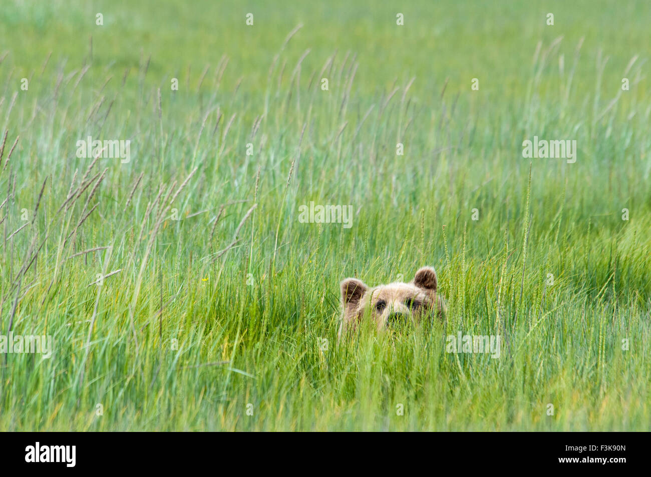 Adult Grizzly Bear, Ursus arctos, peeking up from green sedge grass, Lake Clark National Park, Alaska, USA Stock Photo