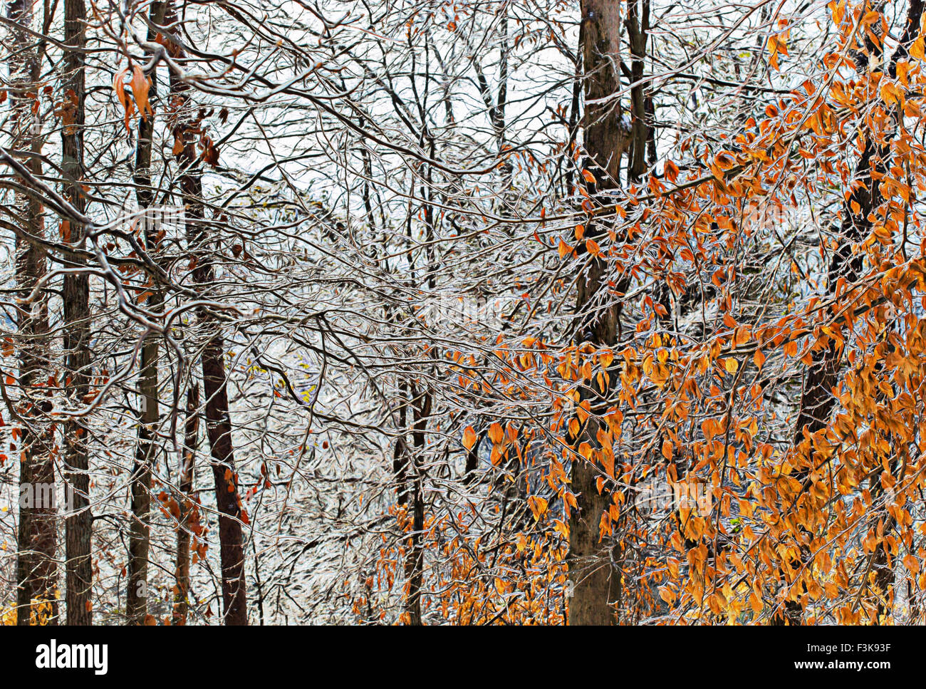 The aftermath of an ice storm with ice covering all tree branches in a wooded landscape. The beech trees retained their orange leaves. Stock Photo