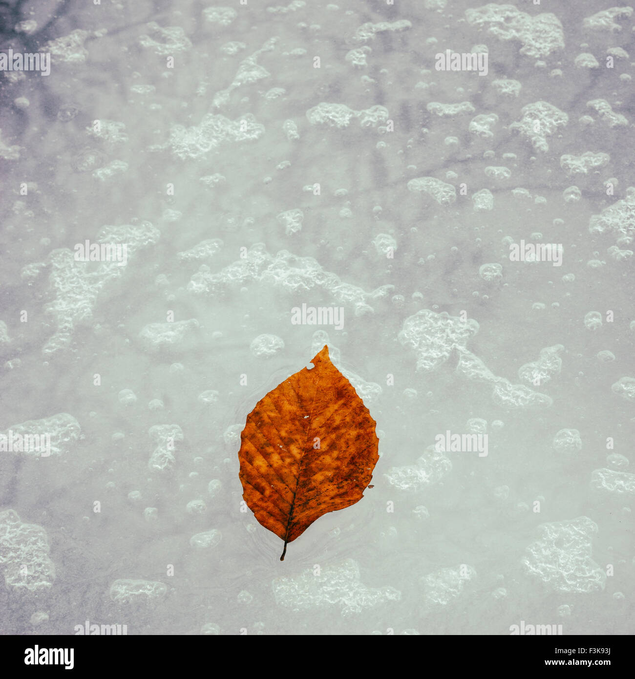 An autumn leaf frozen in ice. Stock Photo