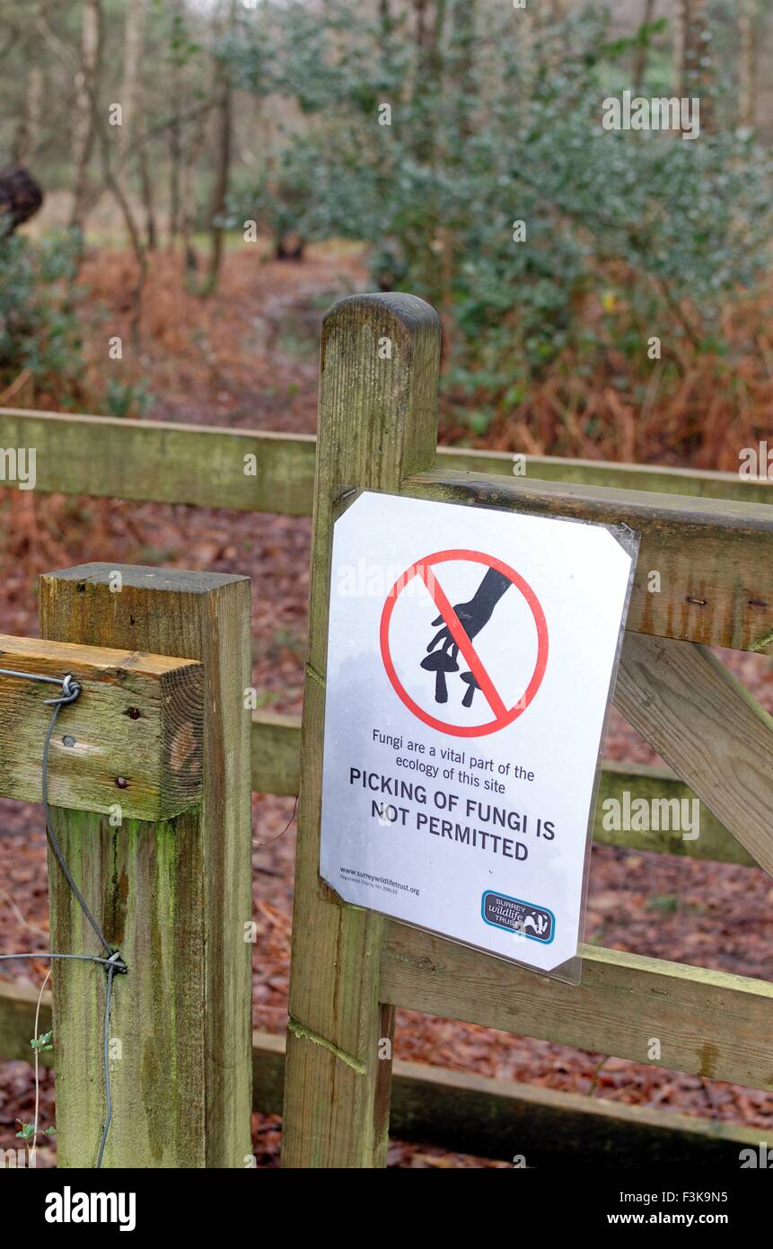 Not permitted to pick fungi sign on woodland gate in Surrey Stock Photo